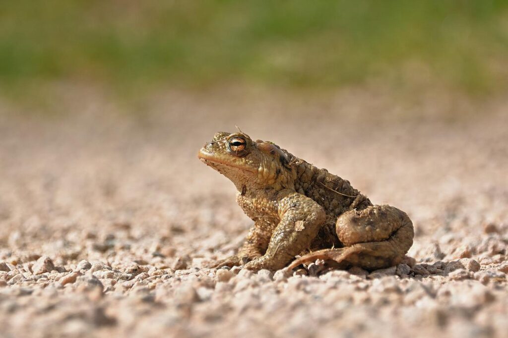 common toad, bufo bufo, amphibian-6142644.jpg