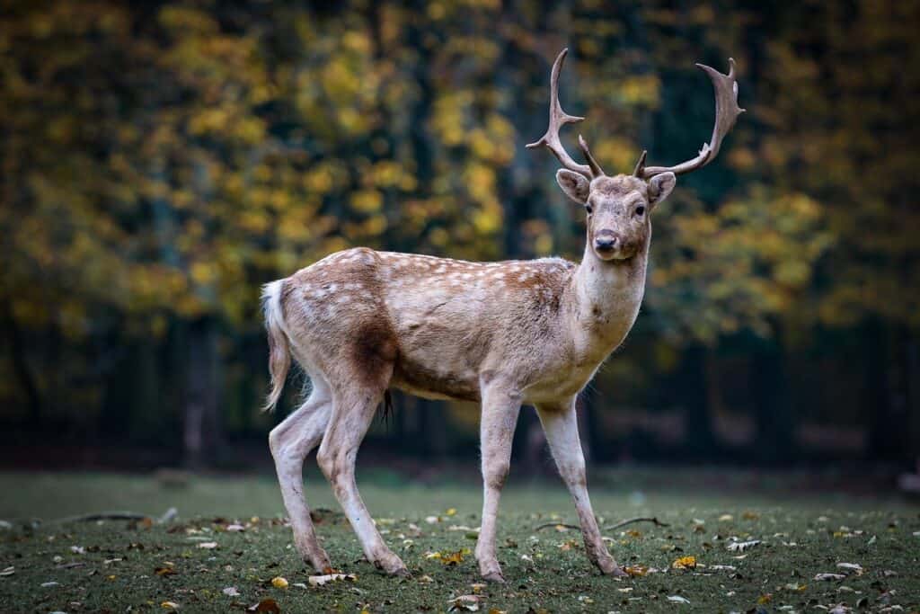 roe deer, deer, antlers-2634729.jpg