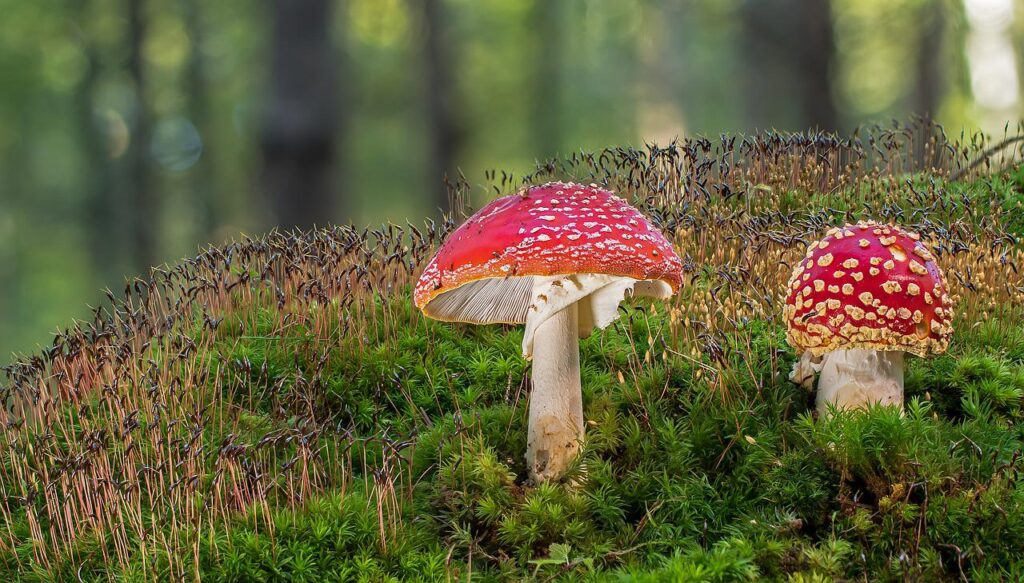toadstool, mushroom, poisonous-4542621.jpg
