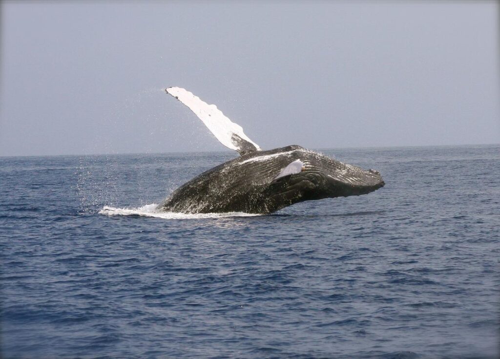 whale, breaching, ocean-2678819.jpg