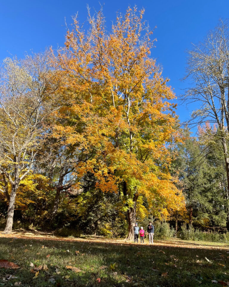 family weekend getaways in Asheville, fall tree with 3 kids