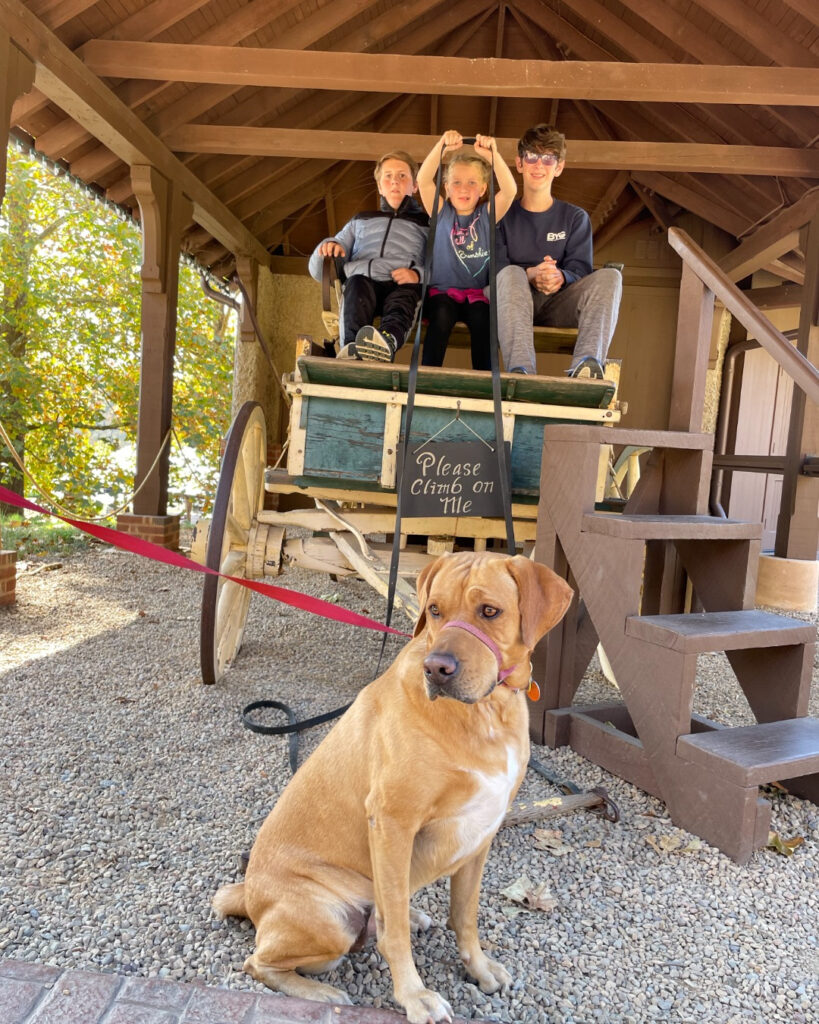 family weekend getaways in Asheville, kids on a cart with a dog