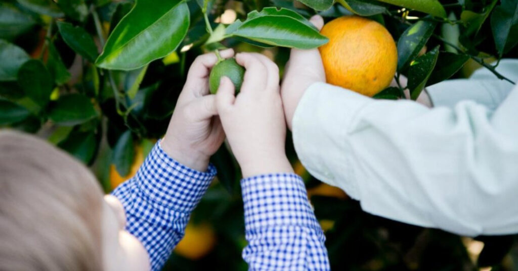 things to do in Mount Dora, kids and oranges