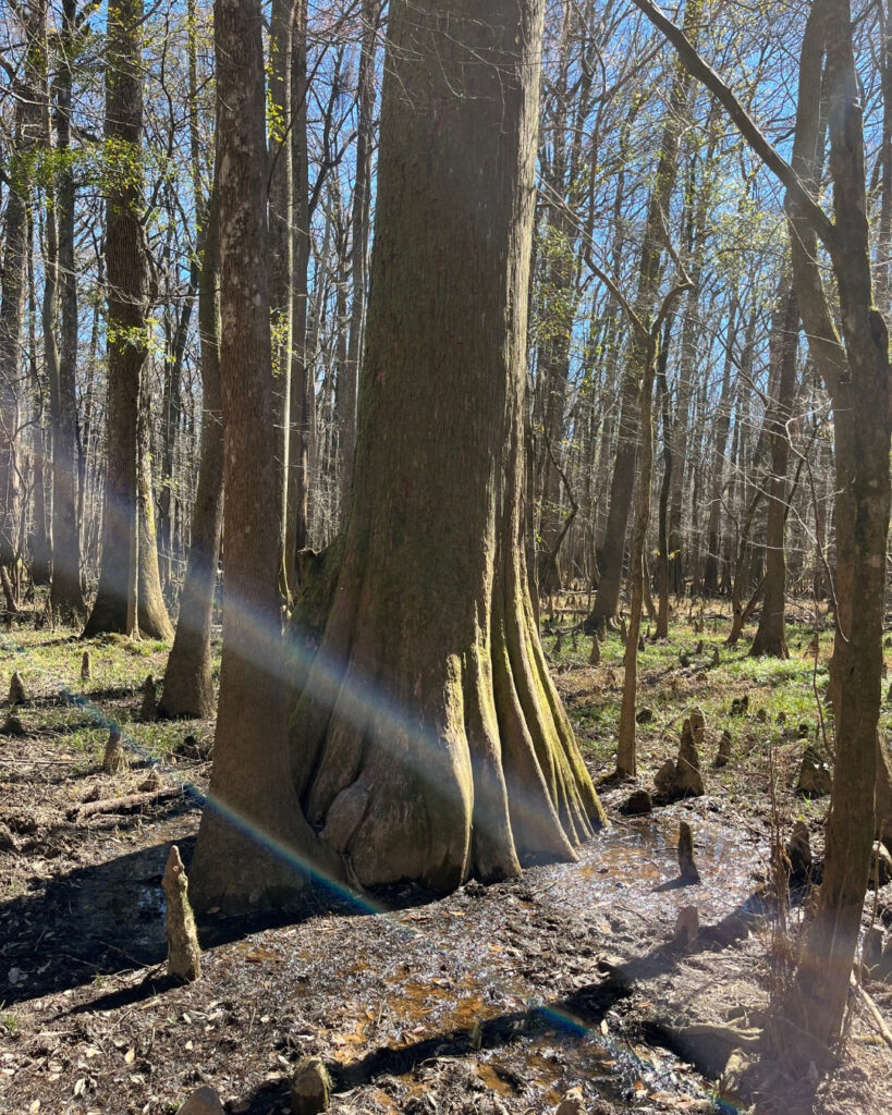 Congaree National Park with kids, big tree
