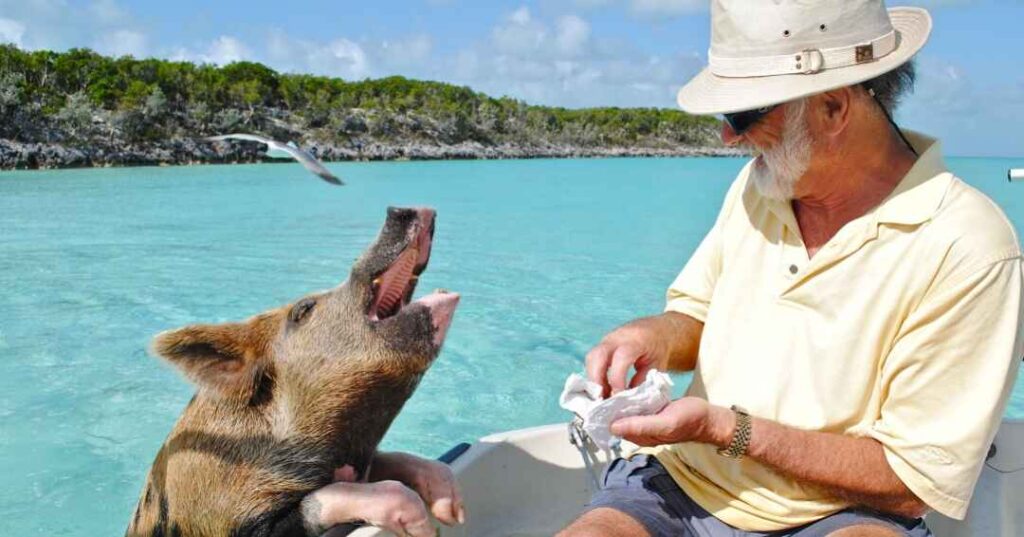 best beaches Nassau, swimming pig
