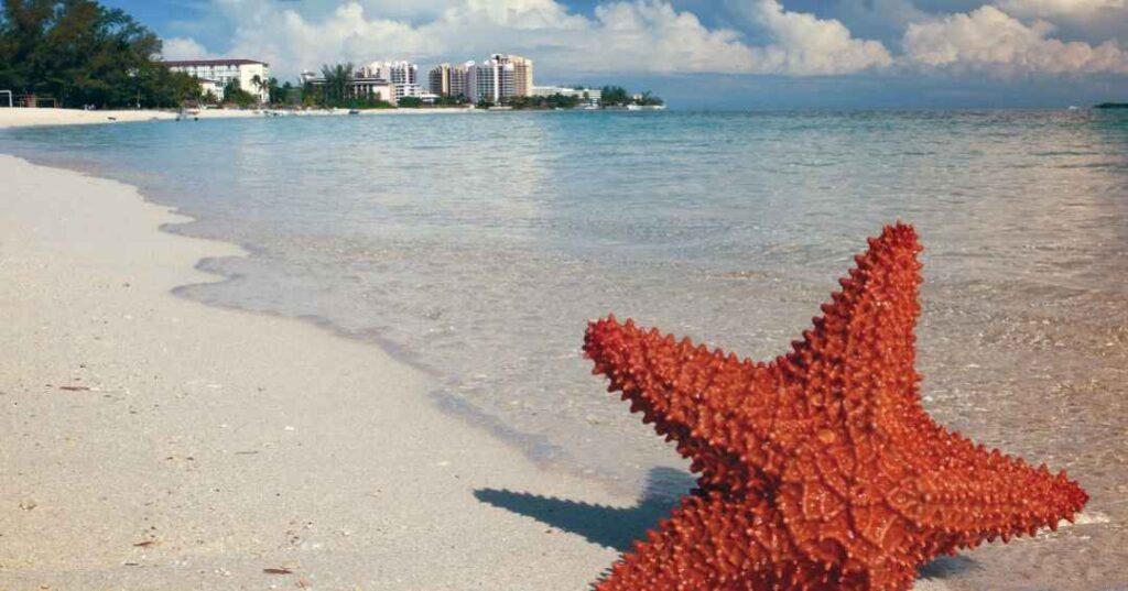 best beaches Nassau, starfish on beach