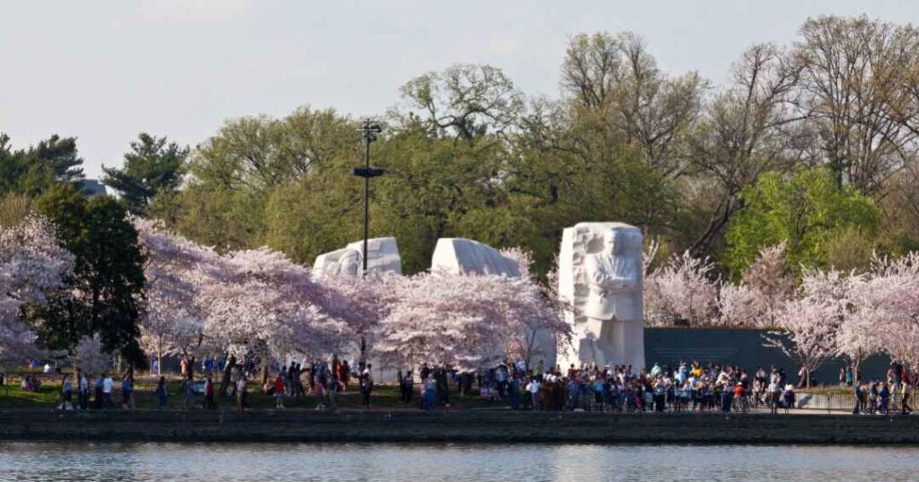 Washington DC bike tours, MLK cherry blossoms